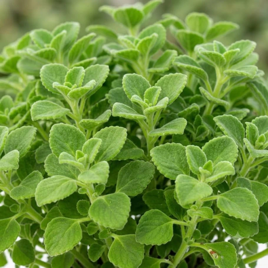Plectranthus Mint Herb Live Plant - Fragrant Indoor/Outdoor 6 Inches Tall - Image 5