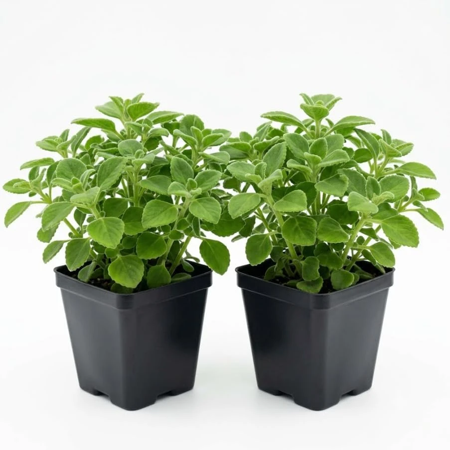 Plectranthus Mint Herb Live Plant - Fragrant Indoor/Outdoor, 4 Inches Pot Ready for Planting - Image 5