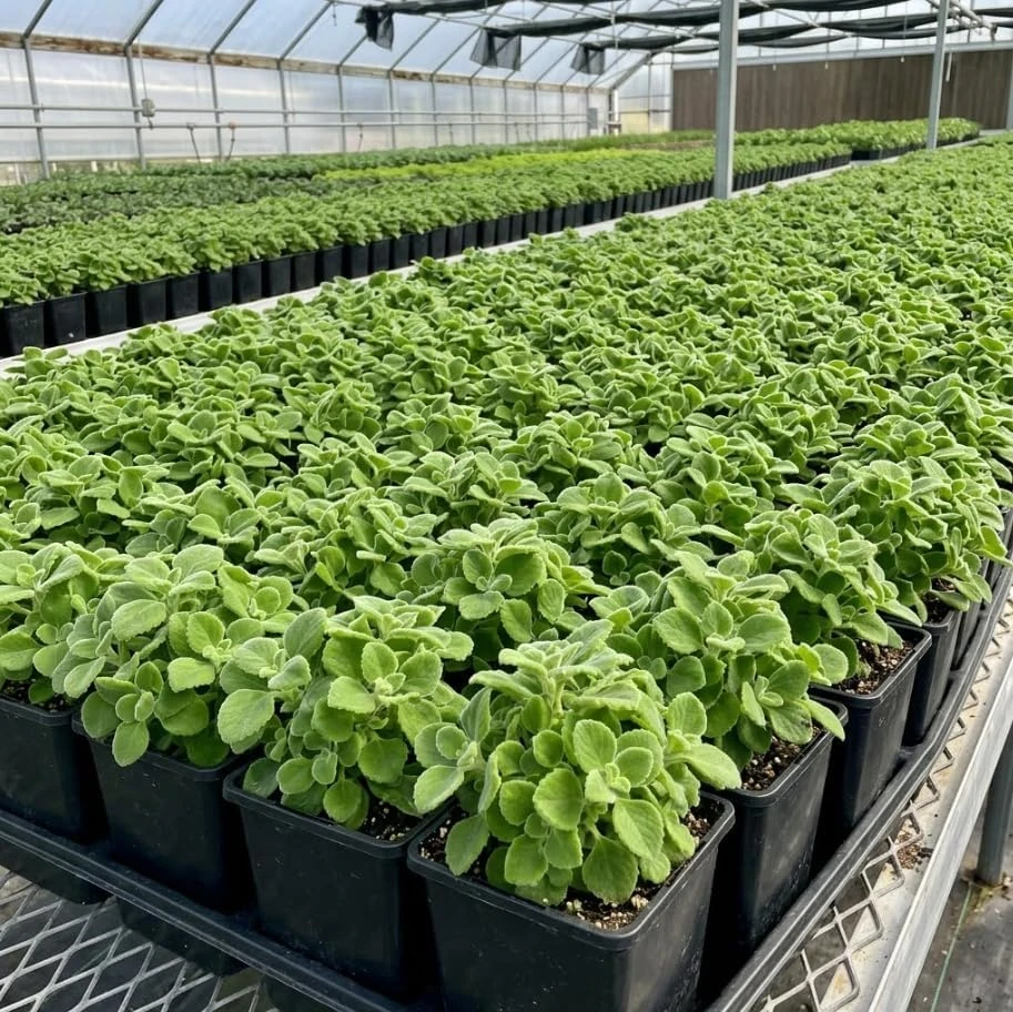 Plectranthus Mint Herb Live Plant - Fragrant Indoor/Outdoor, 4 Inches Pot Ready for Planting - Image 6