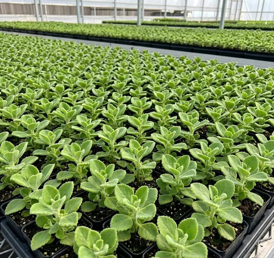 Plectranthus Mint Live Plant – 2 Inch Pot – Fragrant Herb for Indoor & Outdoor - Image 1