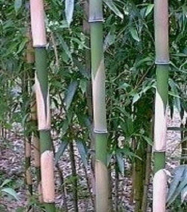 Pleioblastus Simonii Bamboo Live Plant #1 Size - Medake Running Bamboo - Image 1