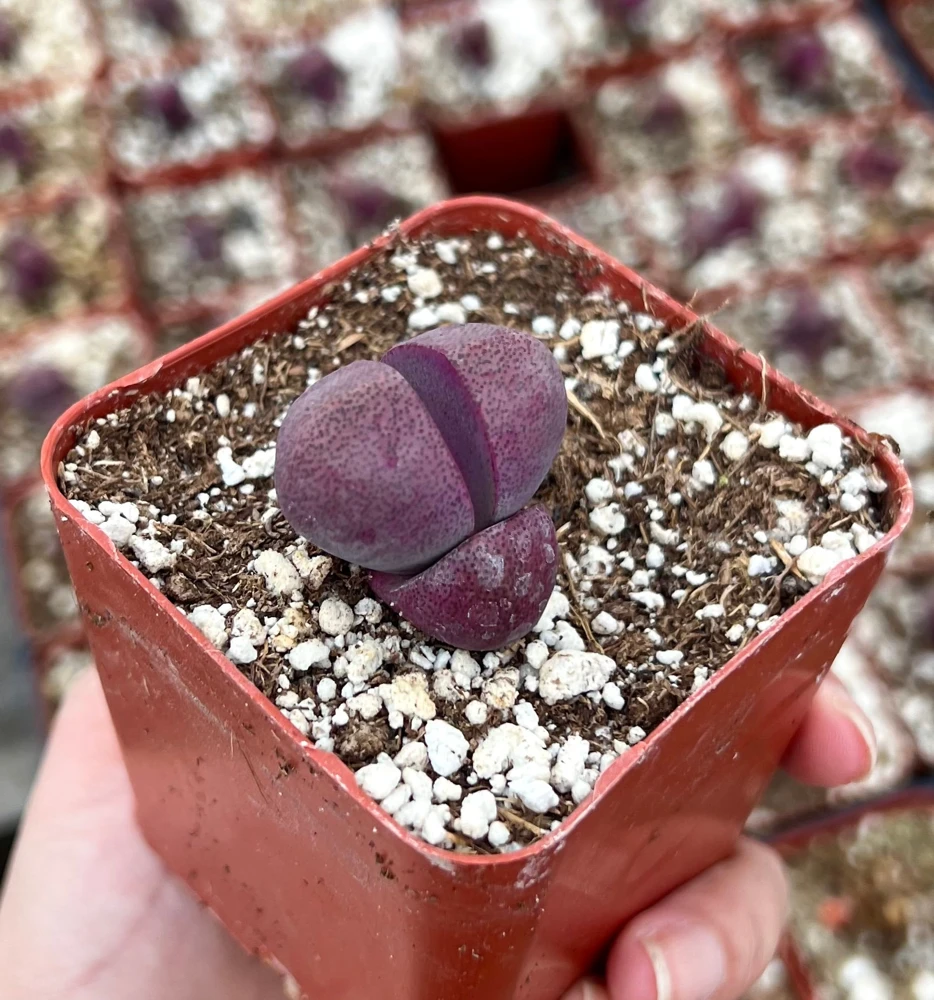 Pleiospilos Royal Flush Live Succulent Plant - Purple Lithop in 3" Pot - Image 1