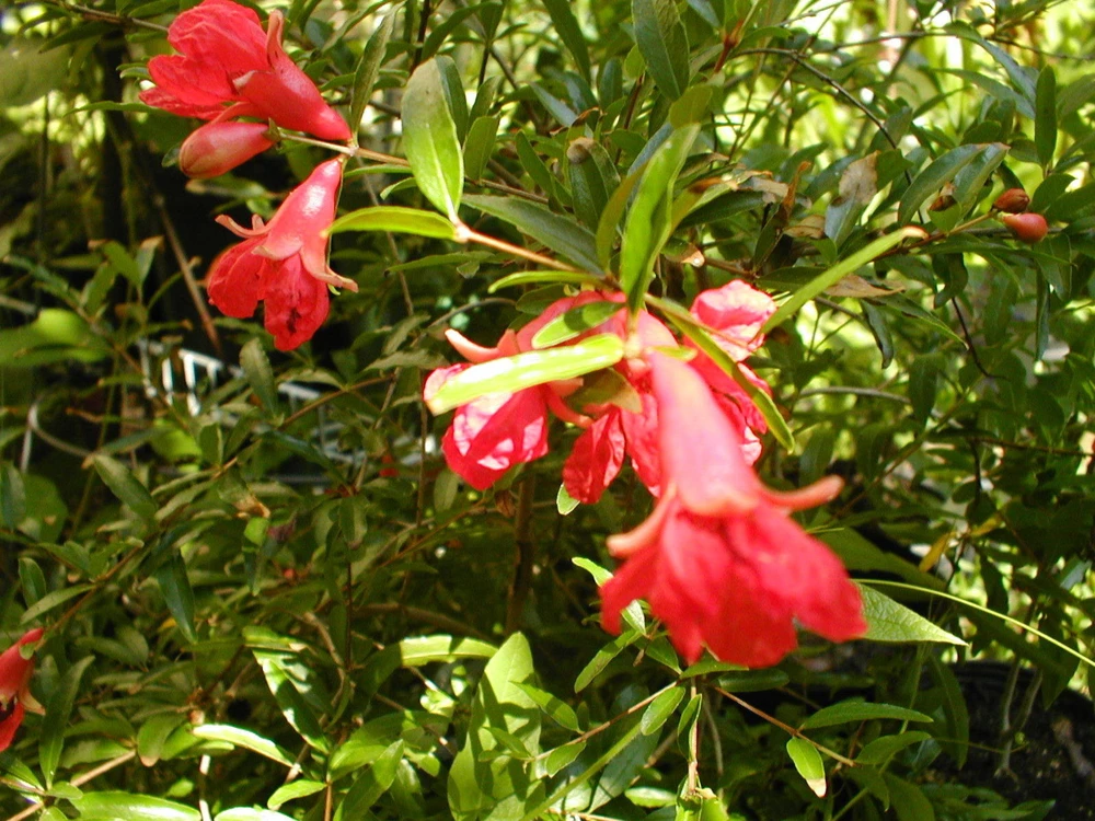 Pomegranate Miniature Nana Emperor Bonsai Seeds - 15 Count - Outdoor - Image 1