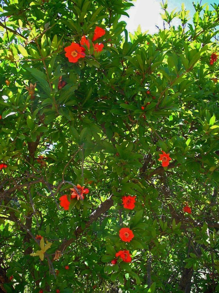 Pomegranate Wonderful Seeds - 10 Count Fruit Tree Seeds - Image 1