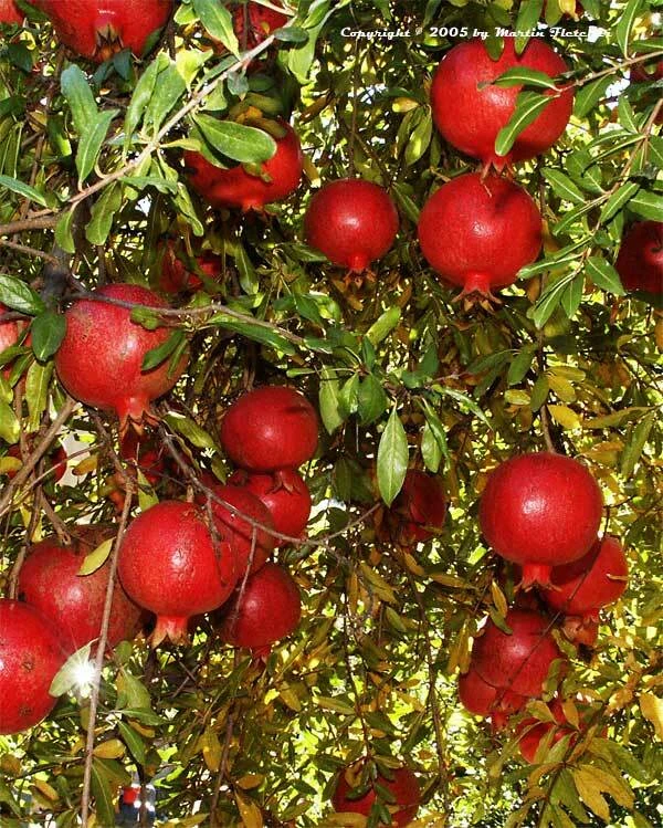 Pomegranate Wonderful Seeds - 10 Count Fruit Tree Seeds - Image 2