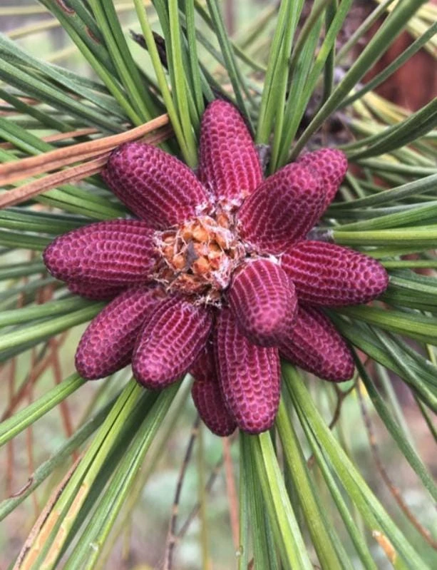 Ponderosa Pine Tree Live Plant – 3 inch Pot – Evergreen Conifer – Fast Growing Outdoor - Image 1