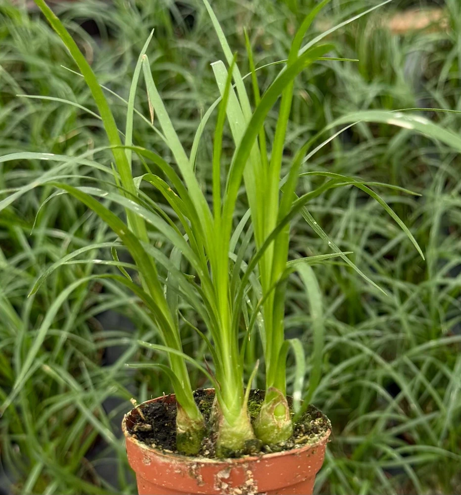 Ponytail Palm Live Plant - Beaucarnea recurvata - Easy Care Indoor Succulent in 2 inch Pot - Image 1