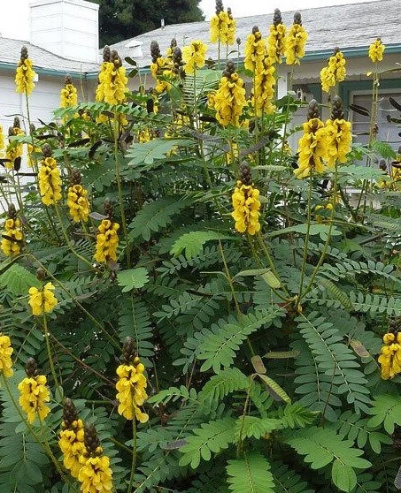 Popcorn Cassia Seeds - 10 Seeds - Fragrant Shrub - Senna didymobotrya - Image 1