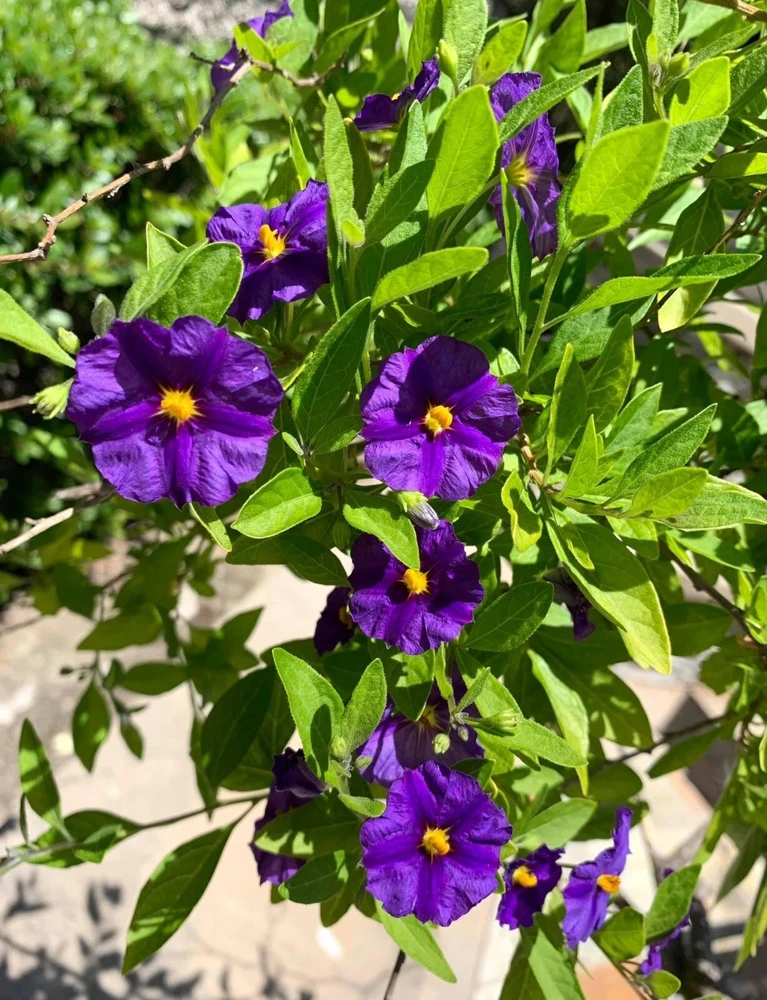 Potato Bush Unrooted Stems - Lycianthes rantonnetii Cuttings - 10 Stems, 4-6 inches - Outdoor Flowering Shrub - Image 2
