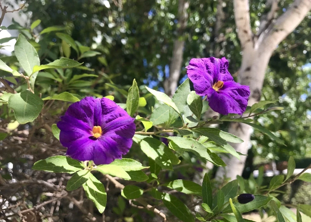 Potato Bush Unrooted Stems - Lycianthes rantonnetii Cuttings - 10 Stems, 4-6 inches - Outdoor Flowering Shrub - Image 3