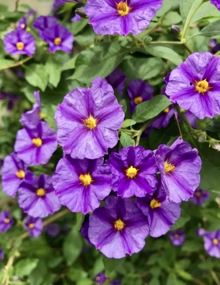 Potato Bush Unrooted Stems - Lycianthes rantonnetii Cuttings - 10 Stems, 4-6 inches - Outdoor Flowering Shrub - Image 4