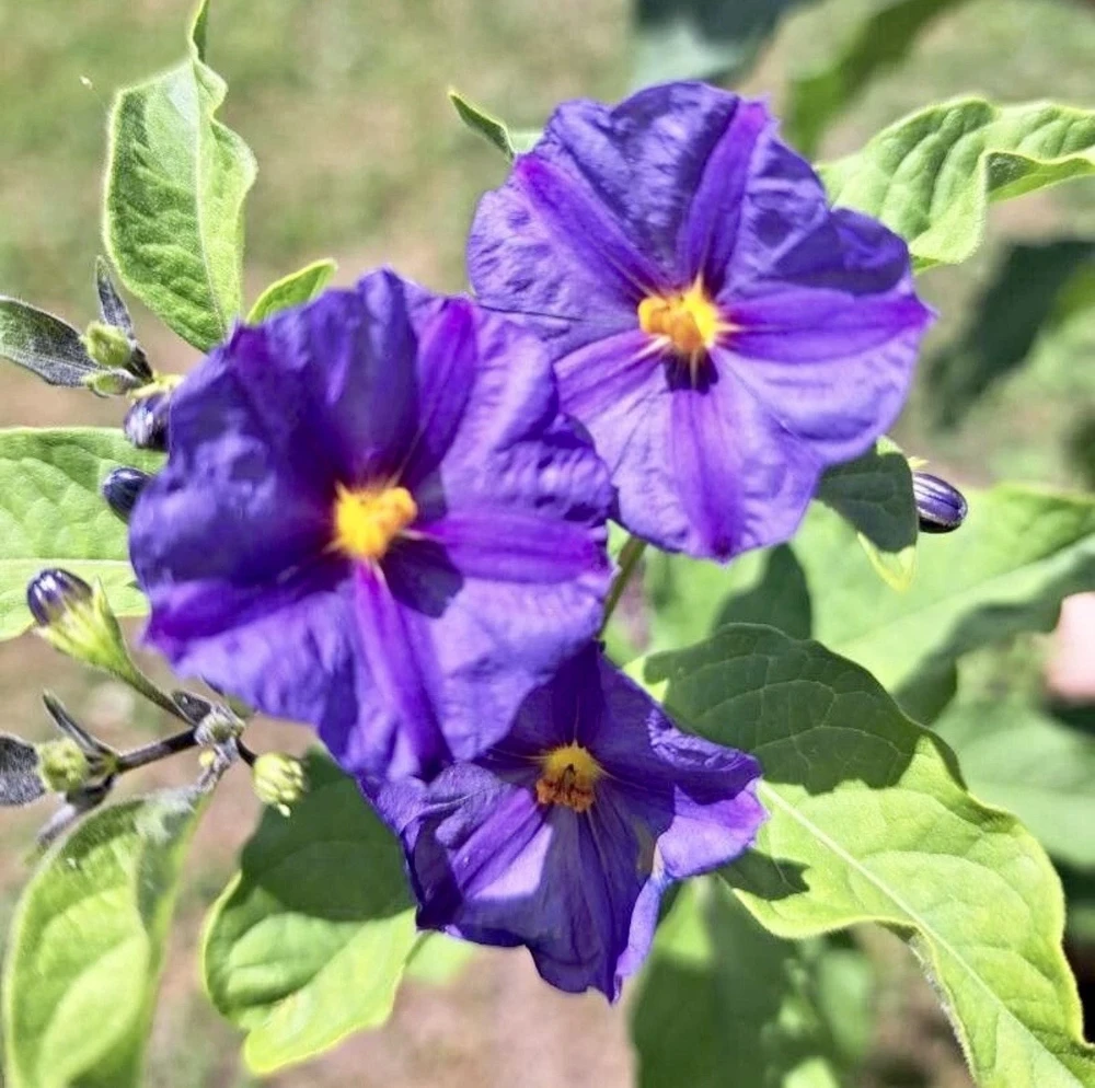 Potato Bush Unrooted Stems - Lycianthes rantonnetii Cuttings - 10 Stems, 4-6 inches - Outdoor Flowering Shrub - Image 5