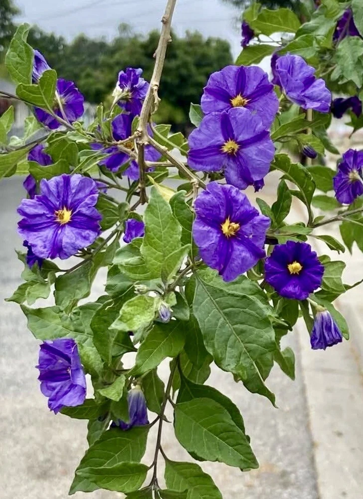 Potato Bush Unrooted Stems - Lycianthes rantonnetii Cuttings - 10 Stems, 4-6 inches - Outdoor Flowering Shrub - Image 1