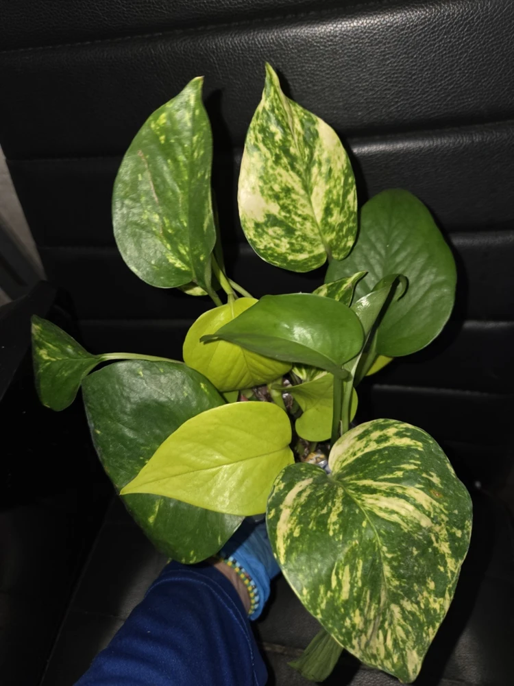 Pothos Live Plants Mix - Golden, Neon, Jade - 4" Pot - Indoor/Outdoor - Image 1