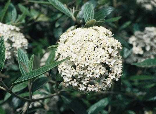 Pragense Viburnum Live Plant - Semi-Evergreen Shrub, 3 inch pot, 6-12 inches tall - Image 1