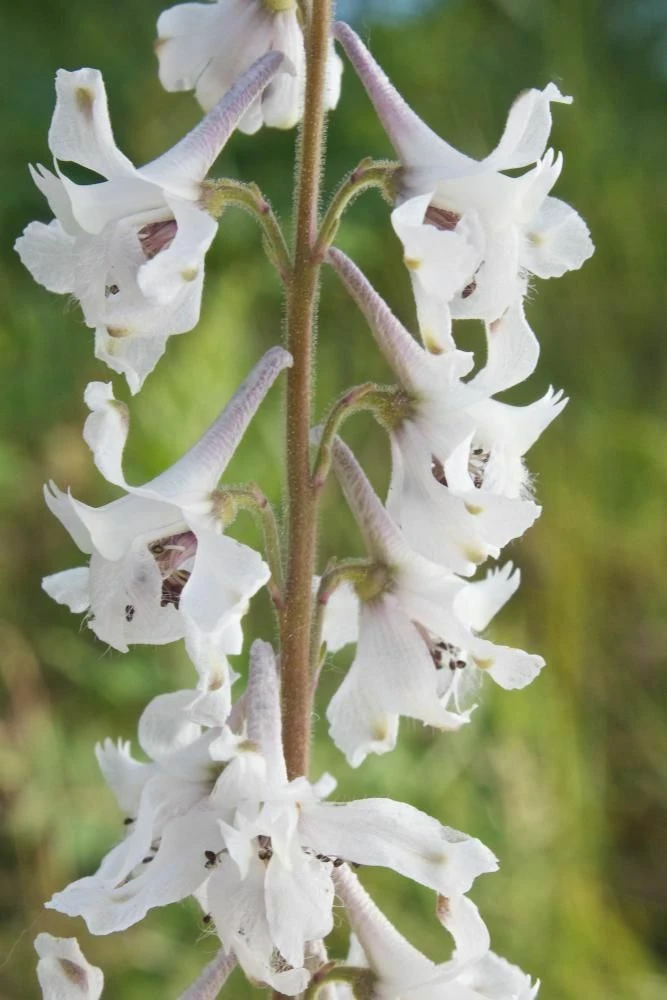 Prairie Larkspur Seeds - Delphinium vinescens - 8 Seeds Perennial - Image 1