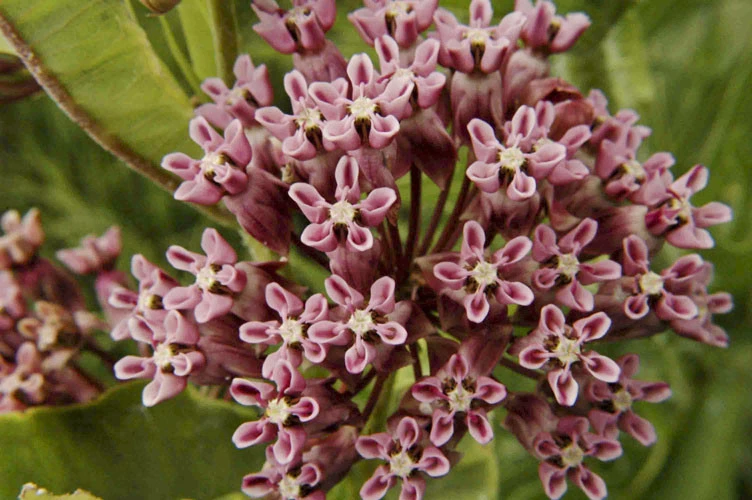 Prairie Milkweed Seeds - Asclepias sullivantii - 10 Seed Packet - Perennial - Image 2