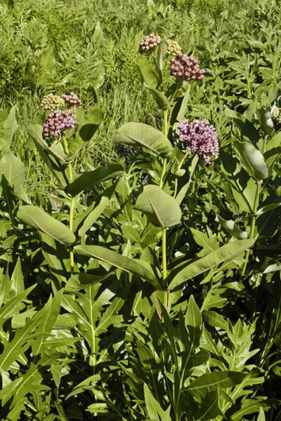 Prairie Milkweed Seeds - Asclepias sullivantii - 10 Seed Packet - Perennial - Image 3
