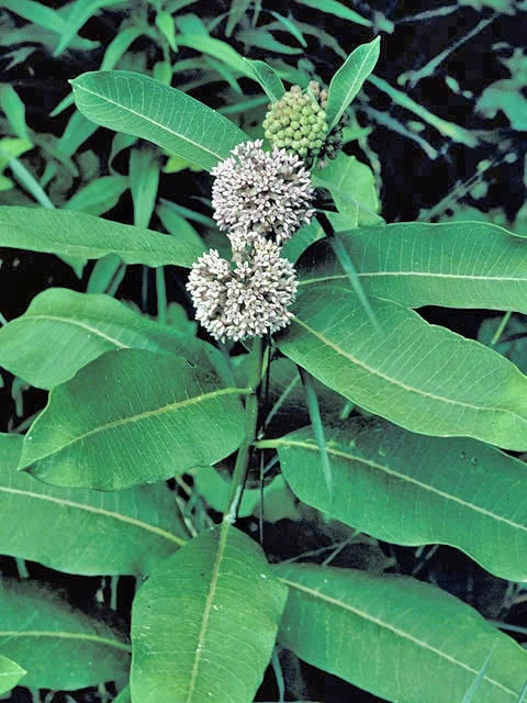 Prairie Milkweed Seeds - Asclepias sullivantii - 10 Seed Packet - Perennial - Image 4