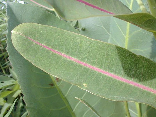 Prairie Milkweed Seeds - Asclepias sullivantii - 10 Seed Packet - Perennial - Image 5