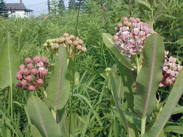 Prairie Milkweed Seeds - Asclepias sullivantii - 10 Seed Packet - Perennial - Image 6