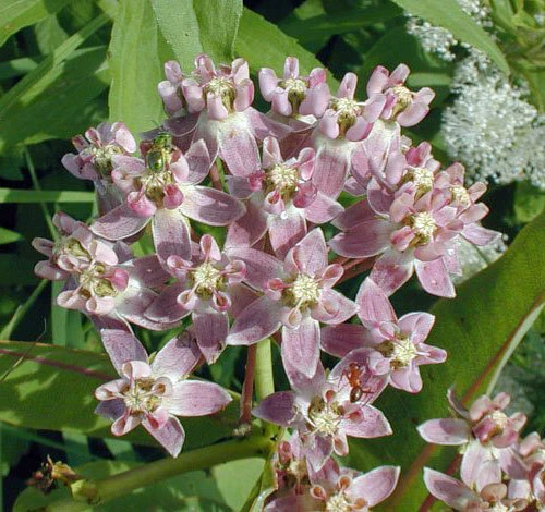 Prairie Milkweed Seeds - Asclepias sullivantii - 10 Seed Packet - Perennial - Image 7