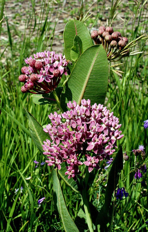 Prairie Milkweed Seeds - Asclepias sullivantii - 10 Seed Packet - Perennial - Image 1