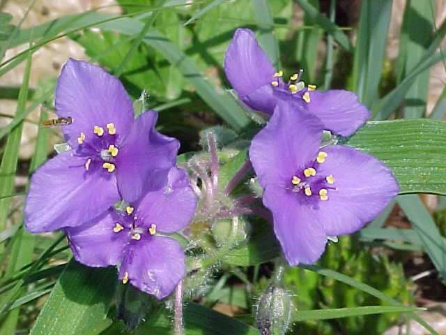 Prairie Spiderwort Seeds - Tradescantia Bracteata - 15 Seed Pack - Full Sun Perennial - Image 1