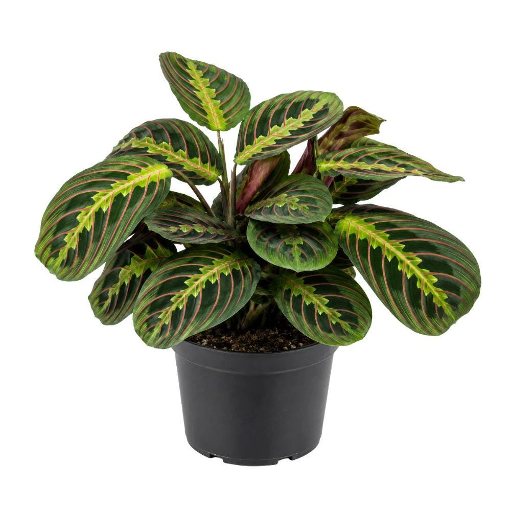 Prayer Plant Live, 4 Inch Pot - Maranta Leuconeura Houseplant for Indoor Decor - Image 1