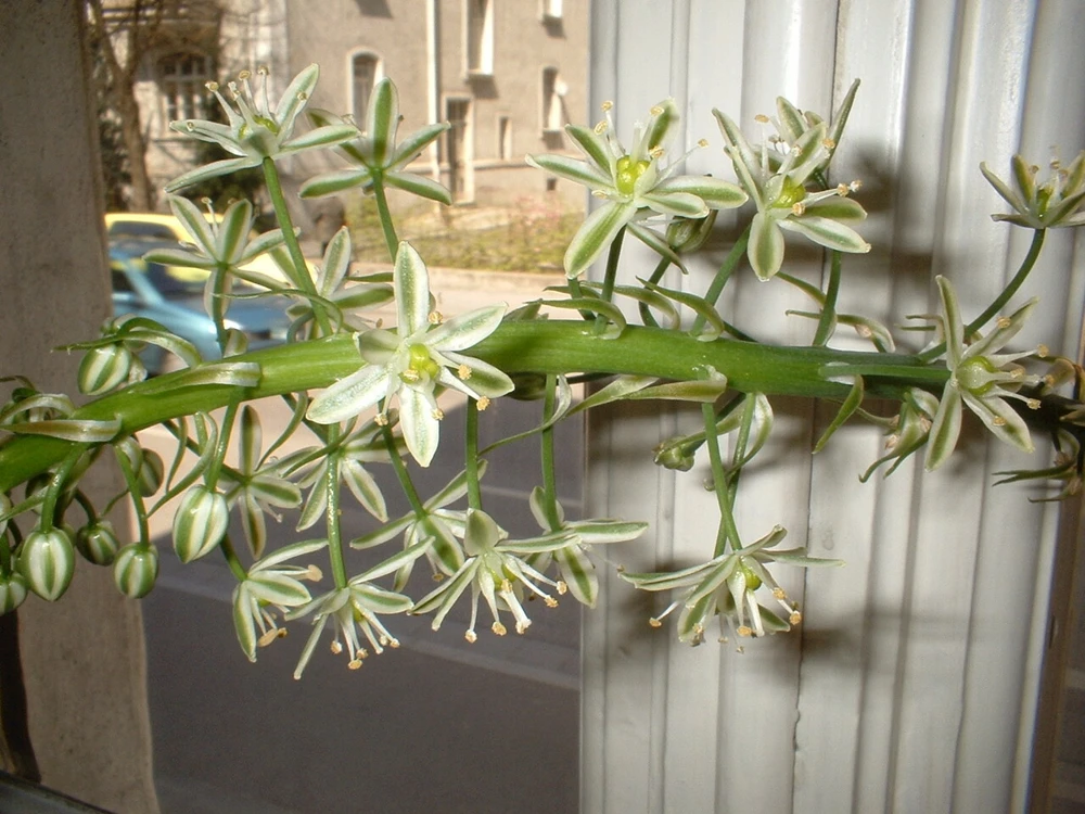 Pregnant Onion Seeds - Ornithogalum Caudatum - 20 Perennial Seeds - Image 1