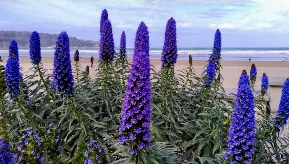 Pride of Madeira Live Plant - Echium Candicans Seedling - 4 Inches Tall - Outdoor Shrub - Image 1