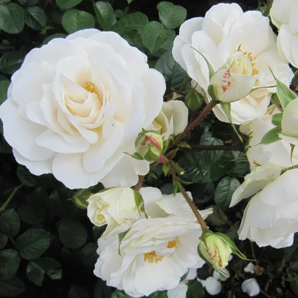 Prosperity White Climbing Rose Plant Live, Fragrant White Flowers, 4-6 Inch Tall - Image 1