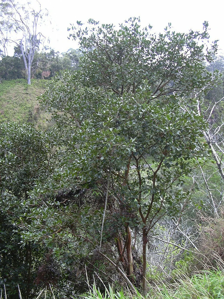 Psidium angulatum Brazilian Guava Seeds - Exotic Fruit Tree - 10 Seeds - Image 2