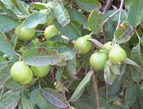 Psidium angulatum Brazilian Guava Seeds - Exotic Fruit Tree - 10 Seeds - Image 1