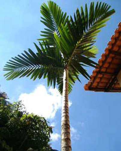 Ptychosperma elegans Solitaire Palm Seeds - 10 Pack for Tropical Gardens - Image 1