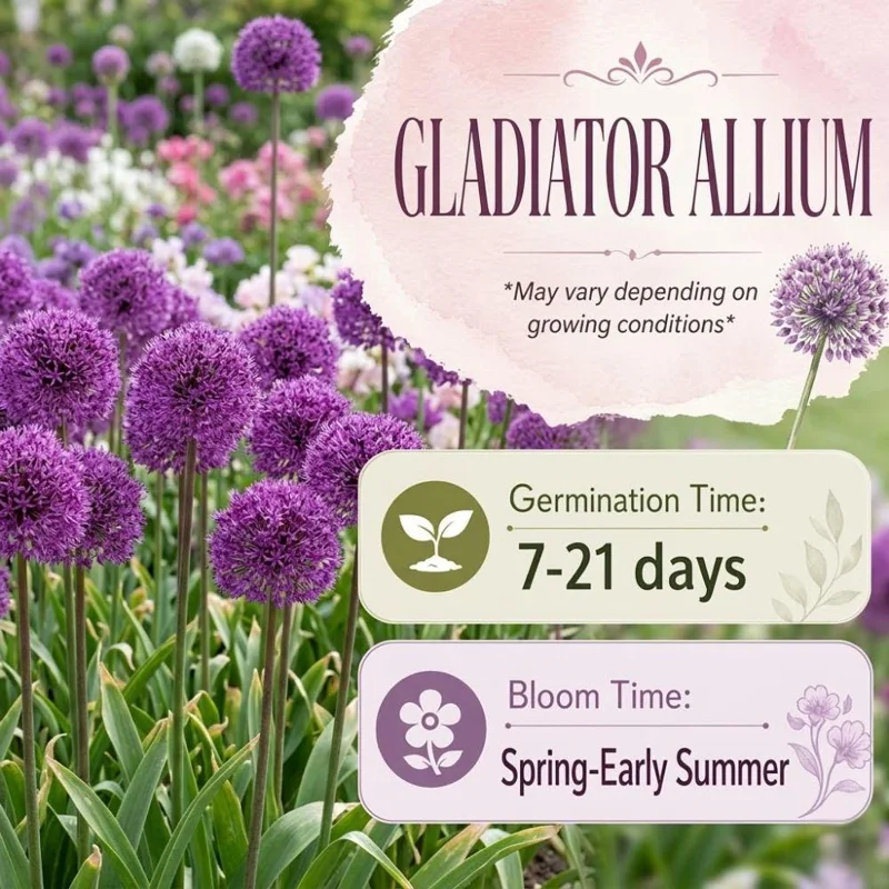 Purple Allium Bulbs for Planting - 3-6 Pack, Easy Outdoor Flower Garden Plant - Image 3