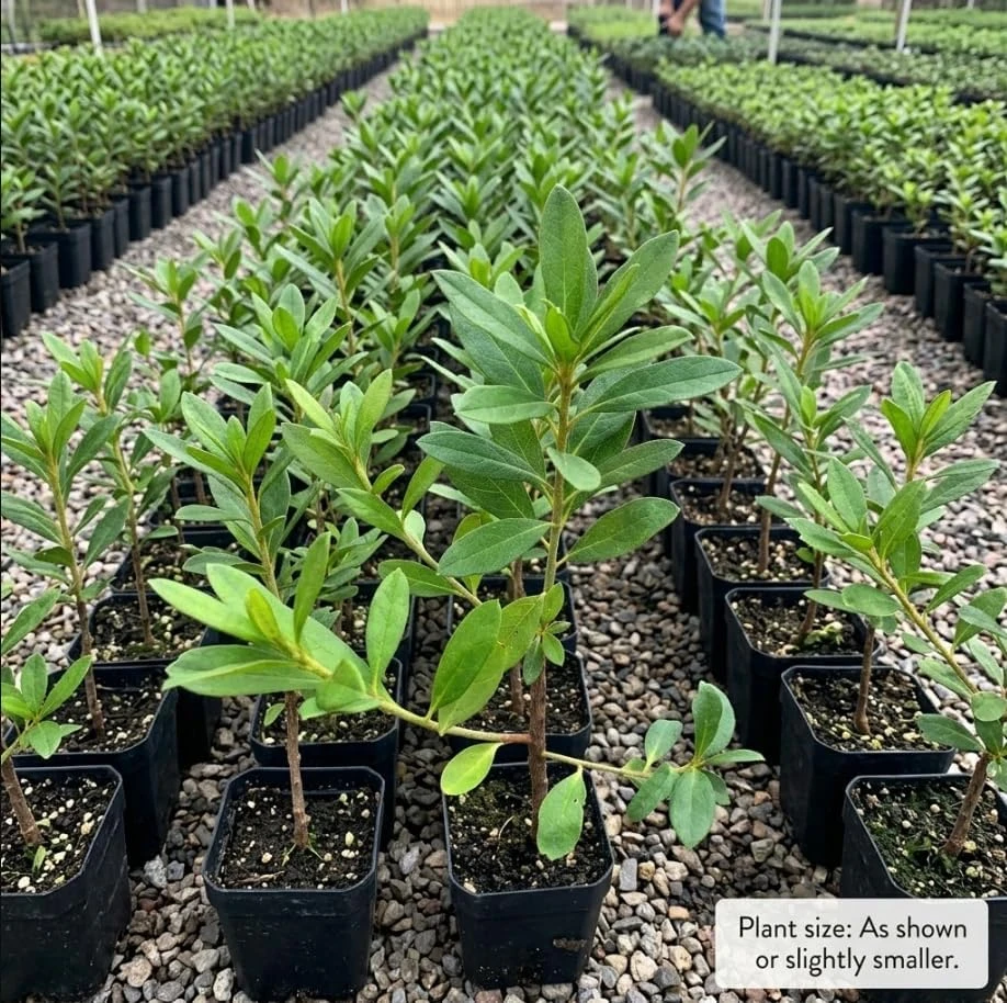 Purple Azalea Japonica Live Plant – Dwarf Rhododendron Shrub – 8-12" Tall – 4" Pot – Outdoor Flowering - Image 2