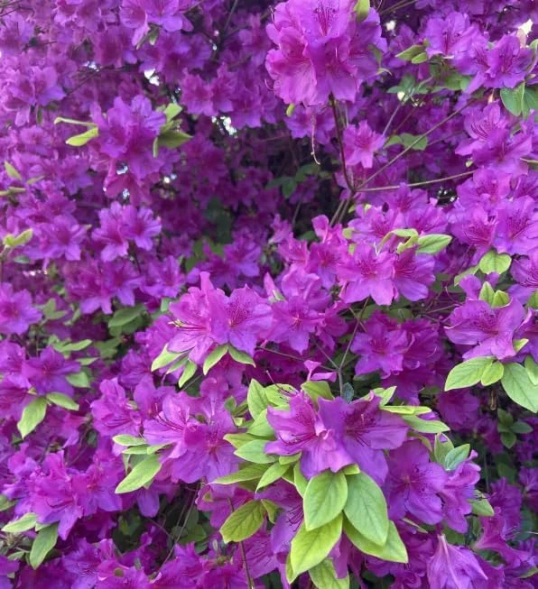 Purple Azalea Japonica Live Plant – Dwarf Rhododendron Shrub – 8-12" Tall – 4" Pot – Outdoor Flowering - Image 3