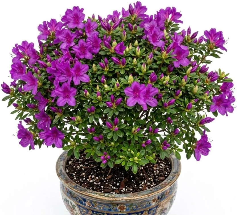 Purple Azalea Japonica Live Plant – Dwarf Rhododendron Shrub – 8-12" Tall – 4" Pot – Outdoor Flowering - Image 1