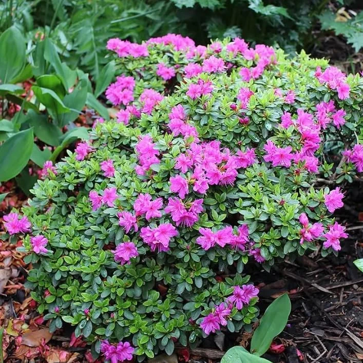 Purple Azalea Japonica Live Plant – Dwarf Rhododendron Shrub – 8-12" Tall – 4" Pot – Outdoor Flowering - Image 4