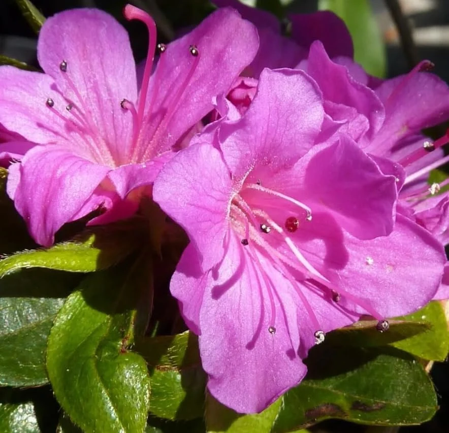 Purple Azalea Japonica Live Plant – Dwarf Rhododendron Shrub – 8-12" Tall – 4" Pot – Outdoor Flowering - Image 5