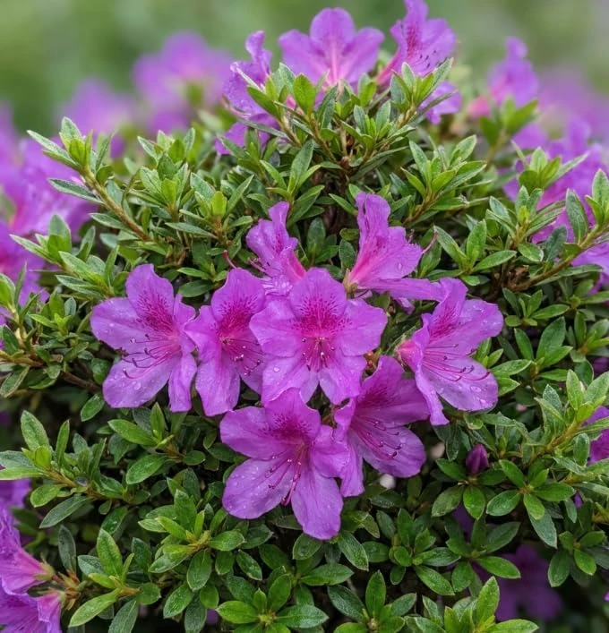 Purple Azalea Japonica Live Plant – Dwarf Rhododendron Shrub – 8-12" Tall – 4" Pot – Outdoor Flowering - Image 6