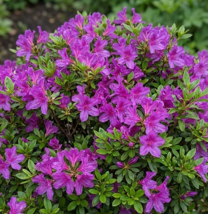 Purple Azalea Japonica Live Plant – Dwarf Rhododendron Shrub – 8-12" Tall – 4" Pot – Outdoor Flowering - Image 7