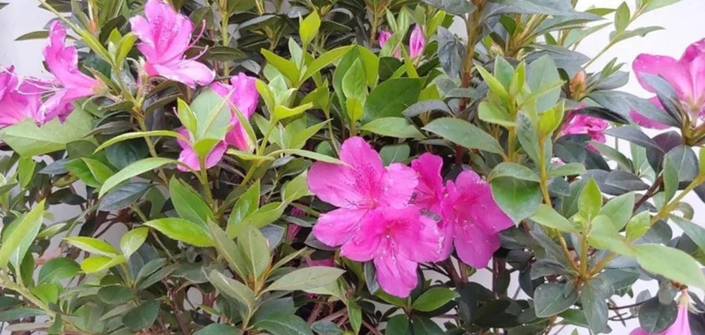 Purple Formosa Live Plant - 4" Pot - Evergreen Shrub with Pink Blooms & Purple Foliage - Image 1