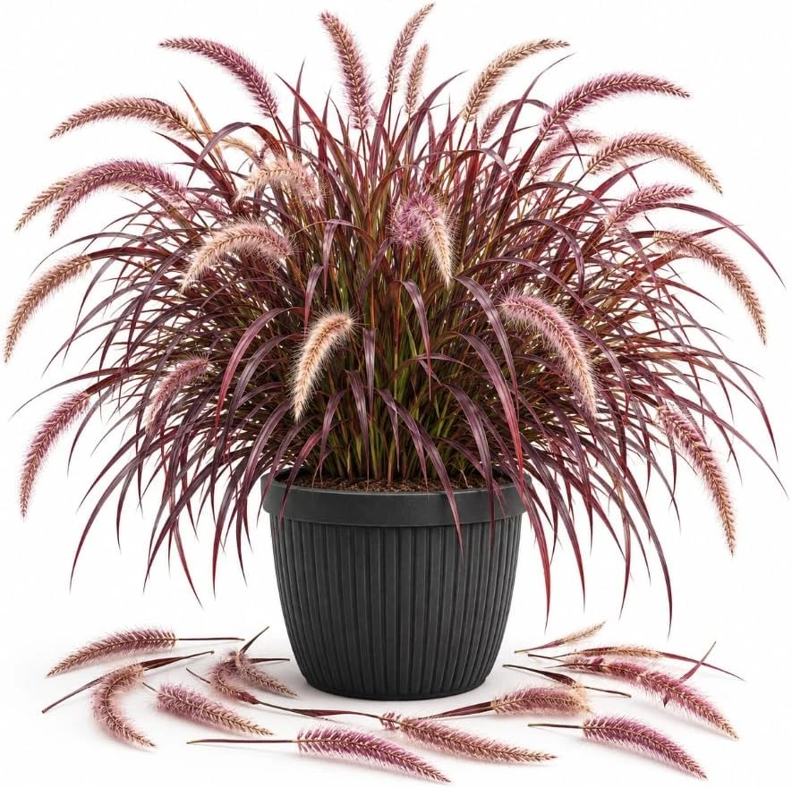 Purple Fountain Grass Live Plant, 4-7 Inches Tall, Outdoor Ornamental Grass - Image 1