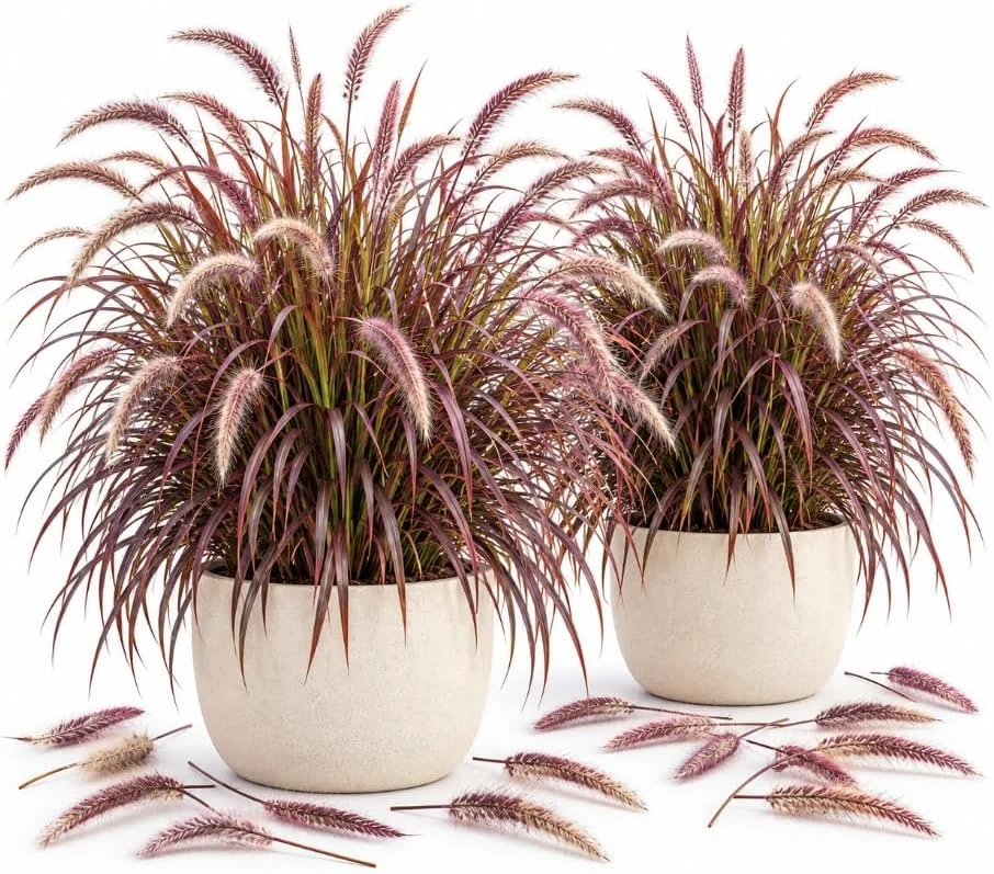 Purple Fountain Grass Live Plants - 2 Pack, 4-7 Inches Tall, Rooted Ornamental Grass for Outdoor - Image 1