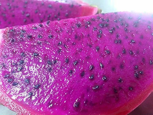 Purple Haze Dragon Fruit Seeds - Hylocereus Undatus - 15 Seeds - Perennial - Image 1