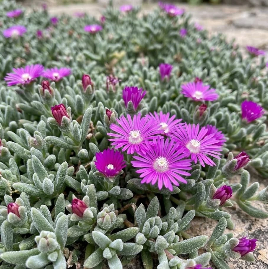 Purple Ice Plant Live Perennial - Ground Cover Succulent, Trailing, 2 inch Pot - Image 1
