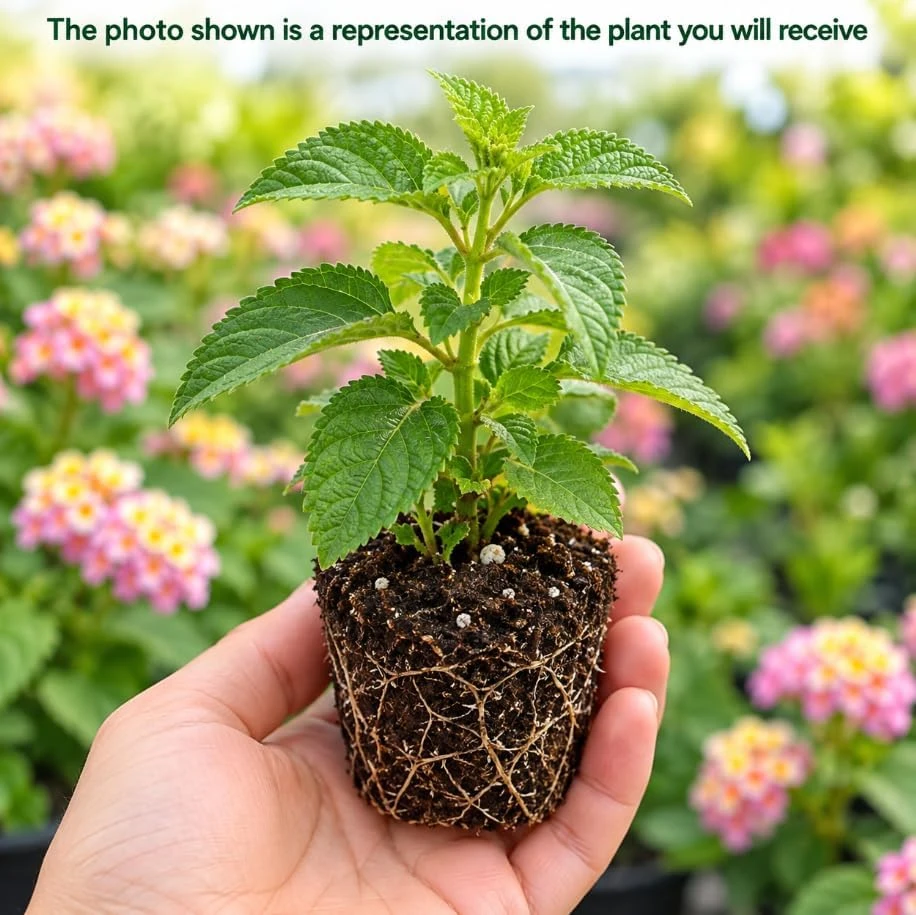Purple Lantana Live Plant – 4-6 Inches Tall – Fragrant Flowering Starter Plant – Outdoor Garden - Image 3