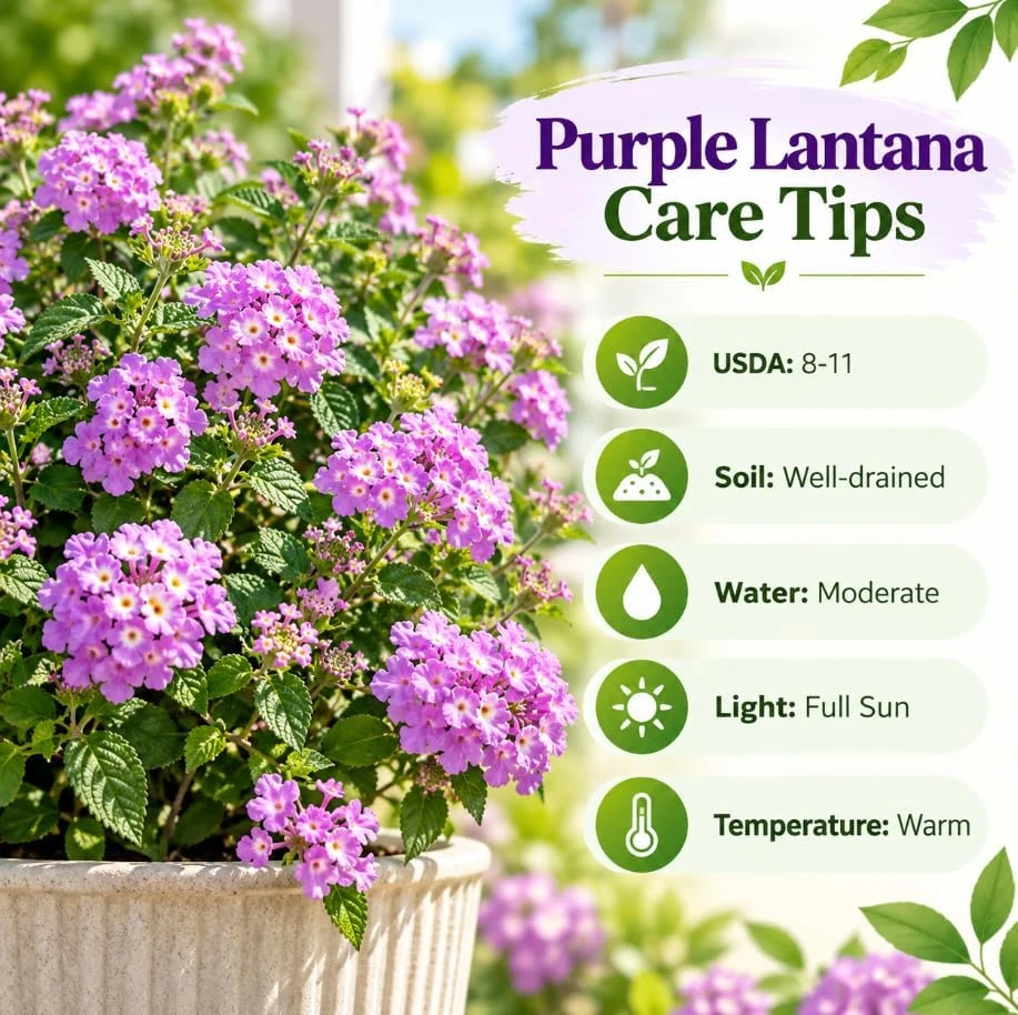 Purple Lantana Live Plant – 4-6 Inches Tall – Fragrant Flowering Starter Plant – Outdoor Garden - Image 5